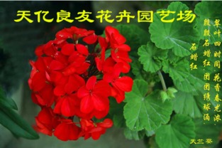 銀葉菊、醉蝶花與繁星花市場概覽及水果行業觀察